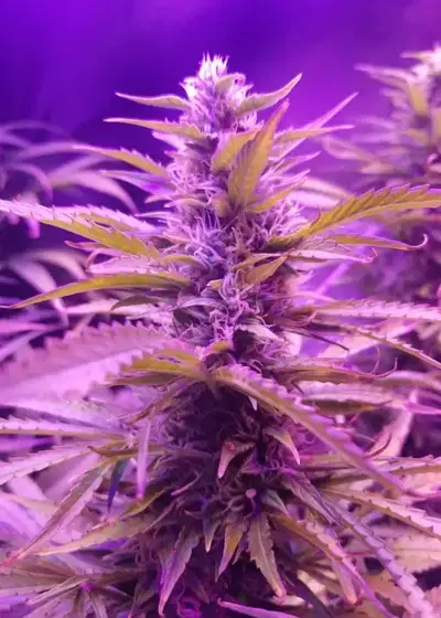 Auto Northern Lights by Biological Seeds, Autoflower cannabis strain
