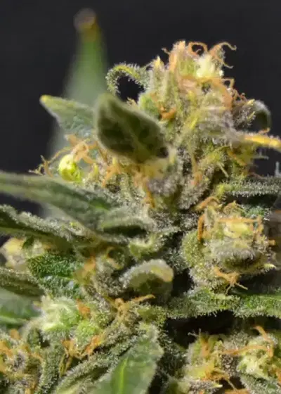 Auto Northern by CBD Seeds, Autoflower cannabis strain