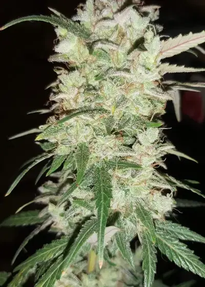 Auto NP Ultra Mass by Oasis Genetics, Autoflower cannabis strain