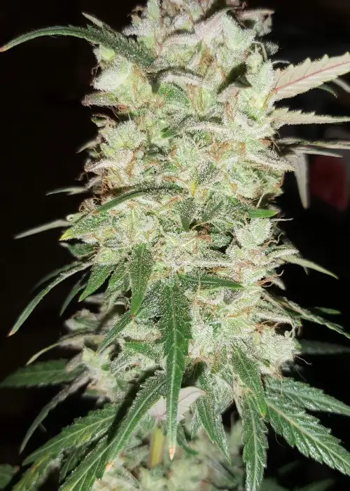 Auto NP Ultra Mass by Oasis Genetics, Autoflower cannabis strain