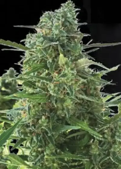 Auto NYC Diesel by Advanced Seeds, Autoflower cannabis strain