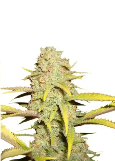 Auto OG Kush genetics by IZI Seeds, Autoflower cannabis strain