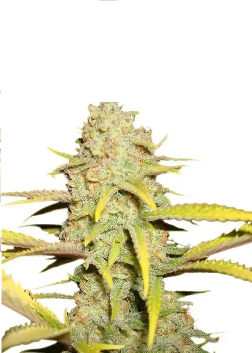 Auto OG Kush genetics by IZI Seeds, Autoflower cannabis strain