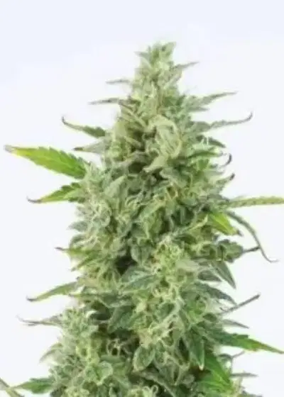 Auto OG Kush by Big Seedbank, Autoflower cannabis strain