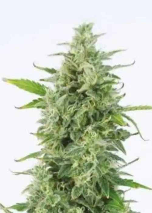 Auto OG Kush by Big Seedbank, Autoflower cannabis strain