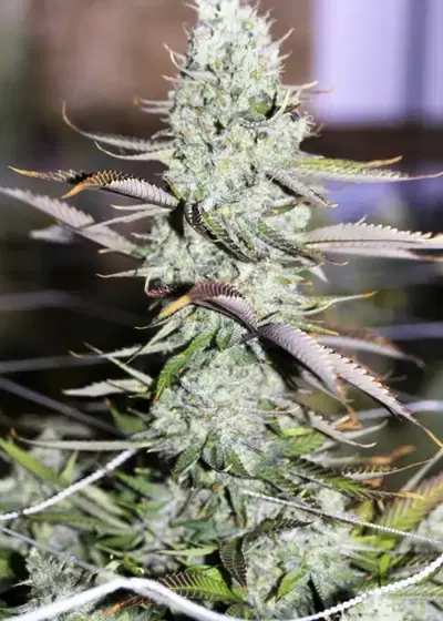 Auto Opium by Divine Seeds, Autoflower cannabis strain
