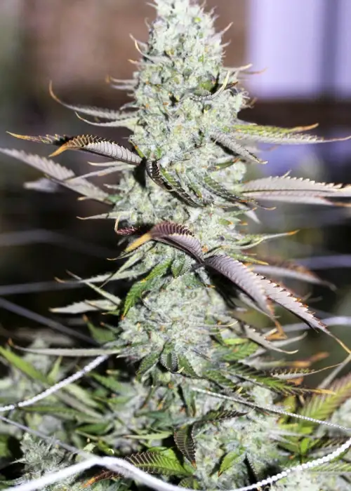Auto Opium by Divine Seeds, Autoflower cannabis strain