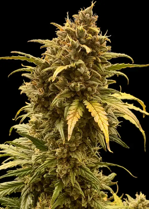 Auto Orange Jack XL by Big Seedbank, Autoflower cannabis strain