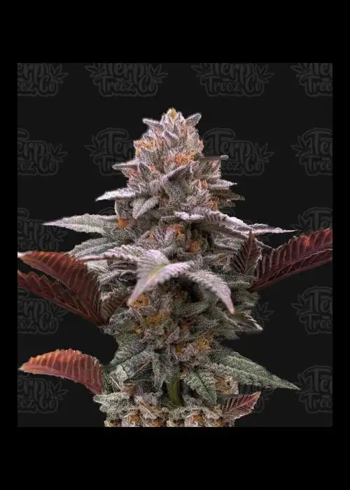 Auto Oreoz x Orange Punch by Terp Treez Co., Autoflower cannabis strain