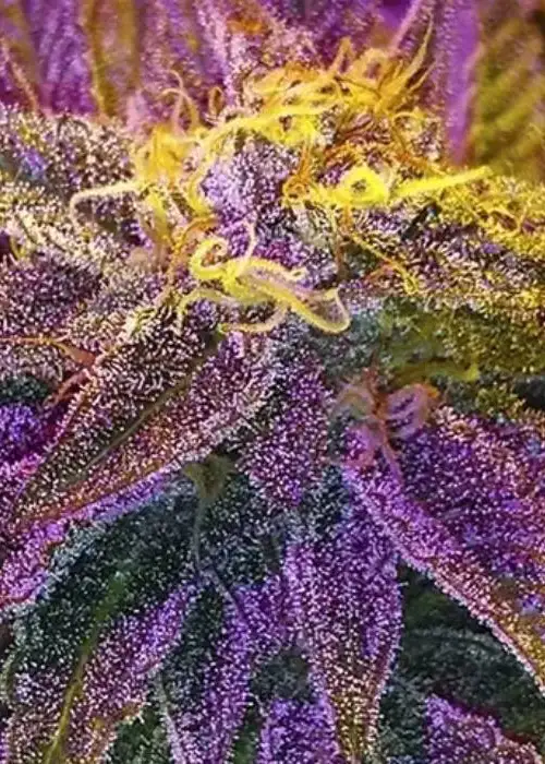 Auto Original GB XXL by GB Strains, Autoflower cannabis strain
