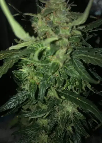 Auto Original Limonade Skunk by Victory Seeds, Autoflower cannabis strain