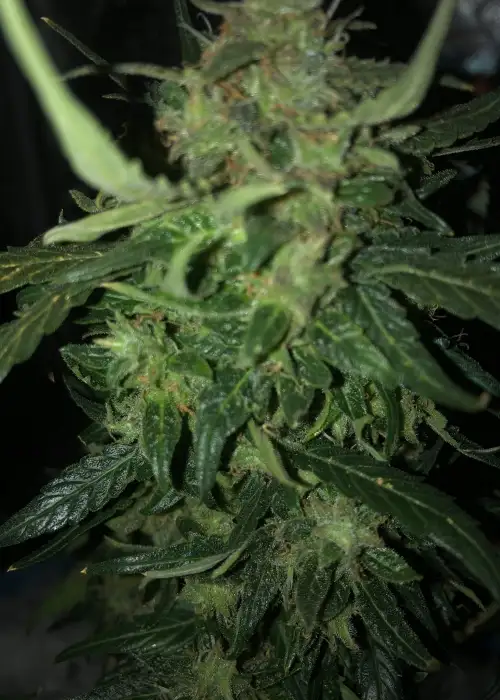 Auto Original Limonade Skunk by Victory Seeds, Autoflower cannabis strain