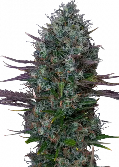 Auto Ossis by Apex Seeds, Autoflower cannabis strain