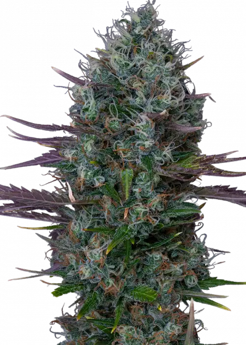 Auto Ossis by Apex Seeds, Autoflower cannabis strain