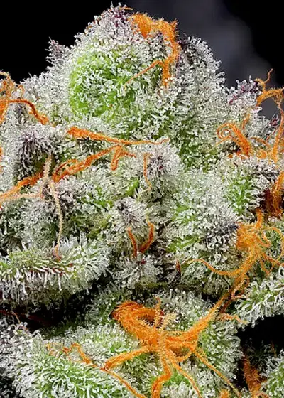 Auto Overdose by Divine Seeds, Autoflower cannabis strain