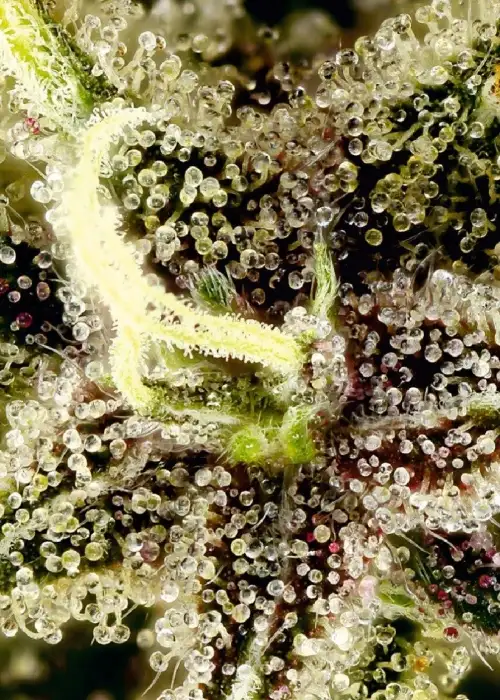 Auto Pablo Escobar by Divine Seeds, Autoflower cannabis strain