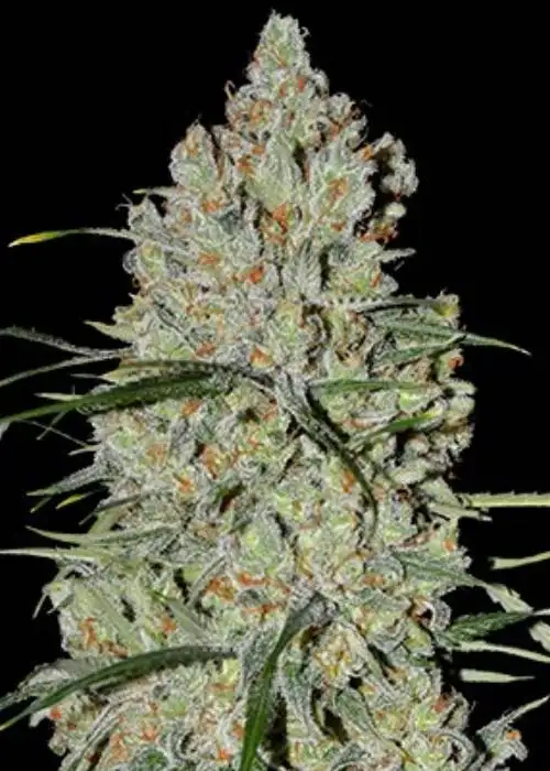 Auto Pineapple Express #2 by G13 Labs, Autoflower cannabis strain