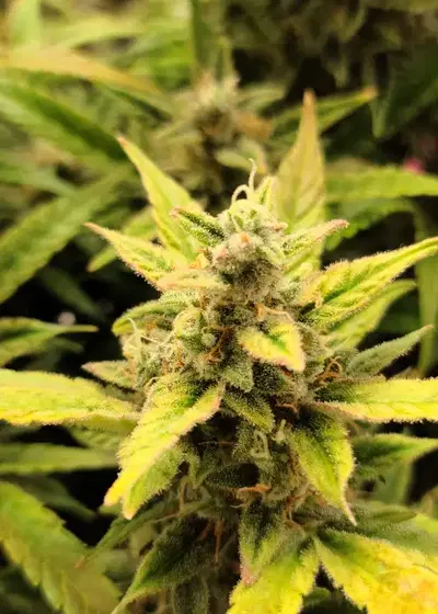 Auto Pineapple Express by Dutch-Headshop Seeds, Autoflower cannabis strain