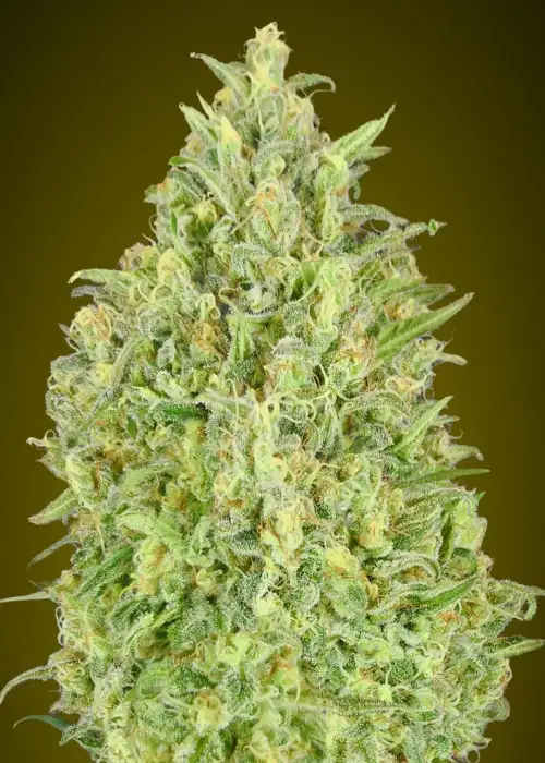 Auto Pineapple Glue by Advanced Seeds, Autoflower cannabis strain