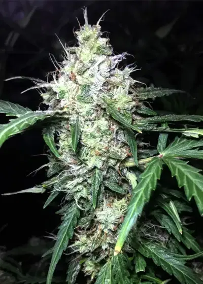Auto Pineapple Gum by Blackskull Seeds, Autoflower cannabis strain