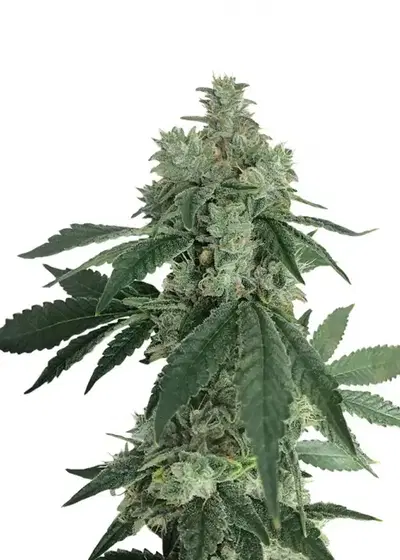 Auto Pineapple by Blk.seeds, Autoflower cannabis strain