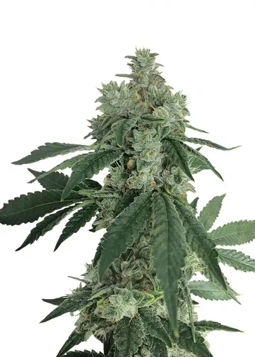 Auto Pineapple by Blk.seeds, Autoflower cannabis strain