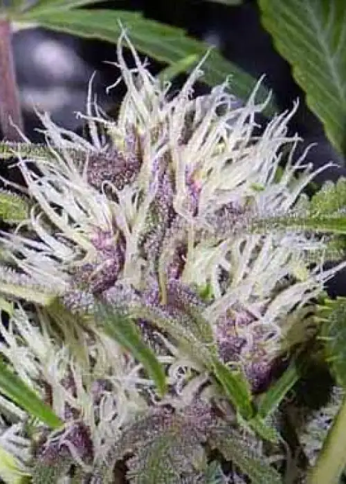 Auto Pink Grapefruit by Short Stuff, Autoflower cannabis strain