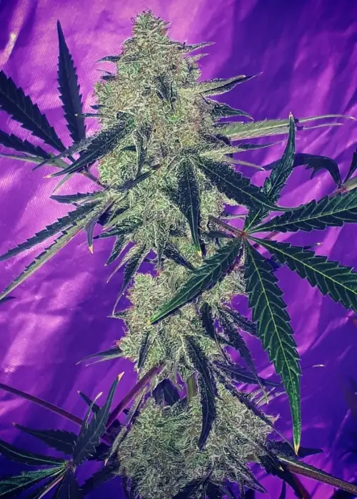 Auto PK by Oasis Genetics, Autoflower cannabis strain