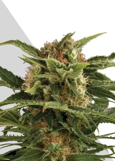 Auto Pounder by Auto Seeds, Autoflower cannabis strain