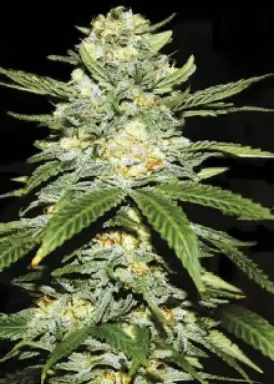 Auto Power Plant by Dutch Passion, Autoflower cannabis strain