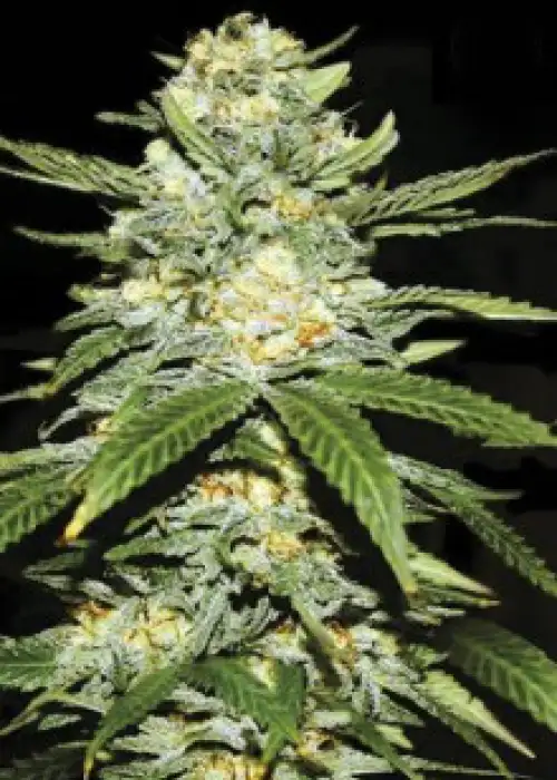 Auto Power Plant by Dutch Passion, Autoflower cannabis strain