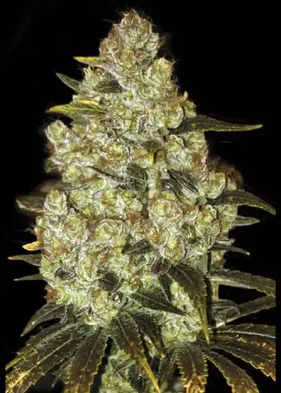 Auto Psychedelic by BulkSeedBank, Autoflower cannabis strain