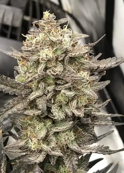 Auto Purple Bastard Eater F9 by Roc Bud Inc Genetics, Autoflower cannabis strain