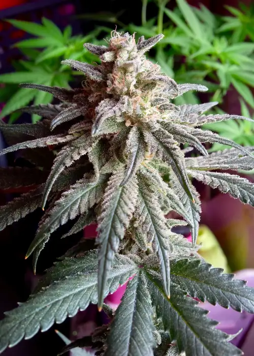 Auto Purple Dawg Mass by Critical Mass Collective, Autoflower cannabis strain