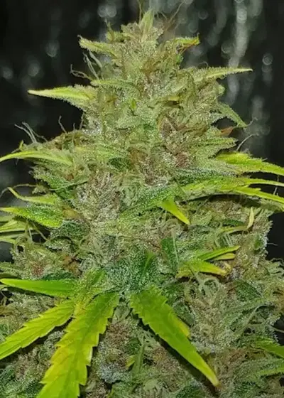Auto Purple Gorilla by Short Stuff, Autoflower cannabis strain