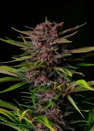 Auto Purple Haze by Dutch-Headshop Seeds, Autoflower cannabis strain