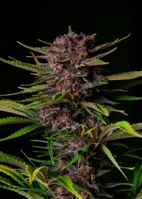 Auto Purple Haze by Dutch-Headshop Seeds, Autoflower cannabis strain