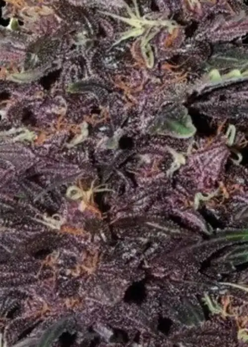Auto Purple Kush CBD by 207 Genetics, Autoflower cannabis strain