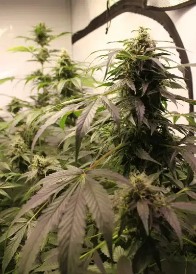 Auto Purple Kush by Dutch-Headshop Seeds, Autoflower cannabis strain