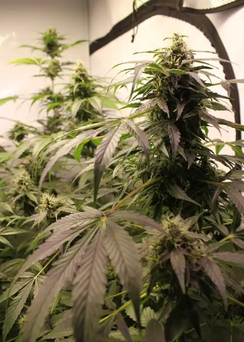 Auto Purple Kush by Dutch-Headshop Seeds, Autoflower cannabis strain