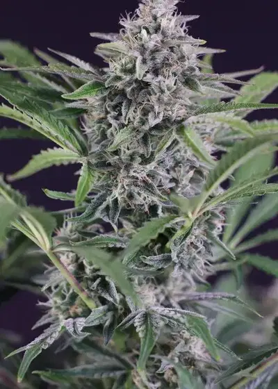 Auto Purple OG Punch by Super Sativa Seed Club, Autoflower cannabis strain