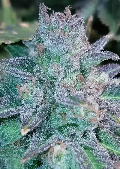 Auto Purple Skunk Mass by Critical Mass Collective, Autoflower cannabis strain