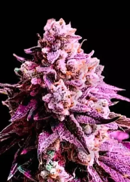 Auto Purple Sunset XXL by GB Strains, Autoflower cannabis strain