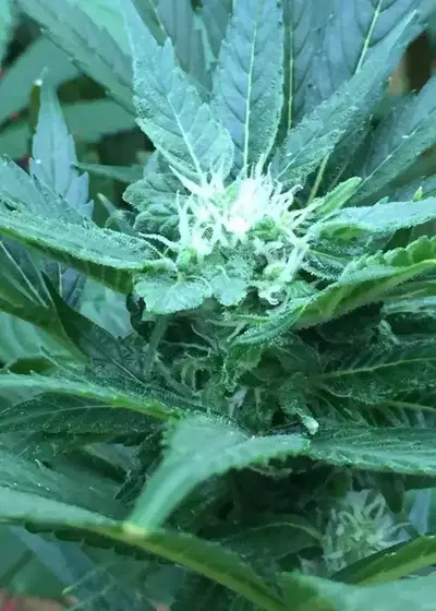 Auto Purps by 710 Genetics, Autoflower cannabis strain