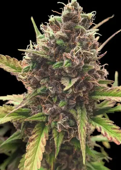 Auto Red Kush by Big Seedbank, Autoflower cannabis strain