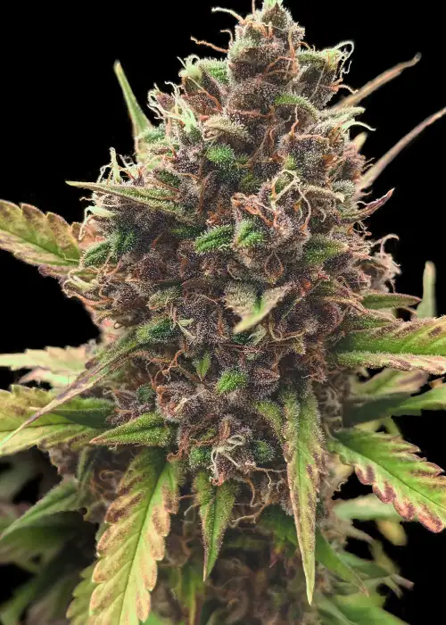 Auto Red Kush by Big Seedbank, Autoflower cannabis strain