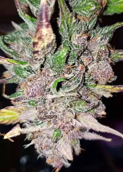 Auto RPK by Oasis Genetics, Autoflower cannabis strain