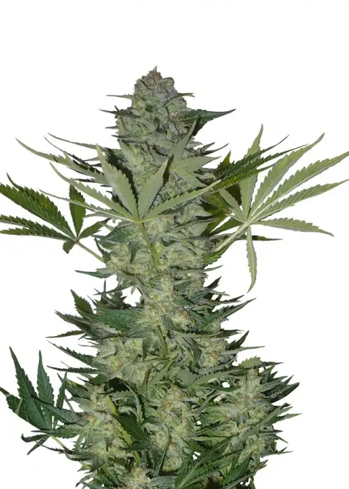 Auto Russian by Blk.seeds, Autoflower cannabis strain