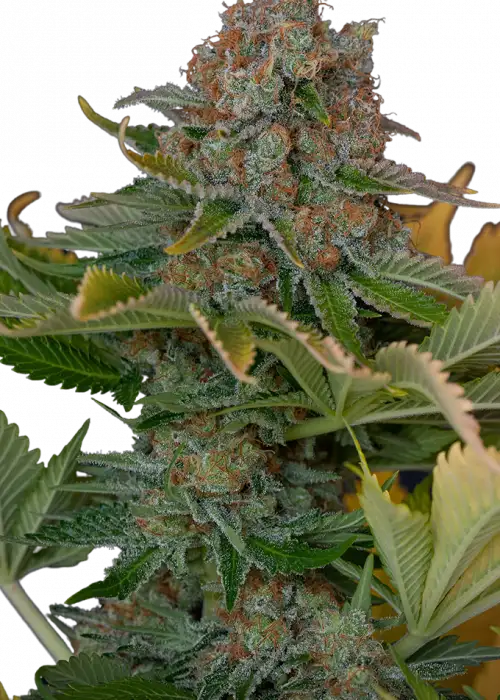 Auto Satelles by Apex Seeds, Autoflower cannabis strain