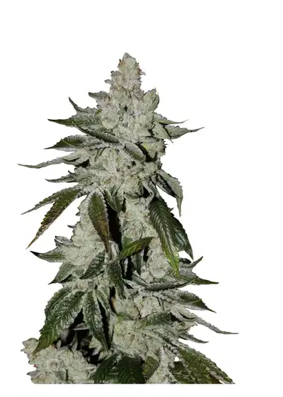 Auto Scout Cookies genetics by IZI Seeds, Autoflower cannabis strain